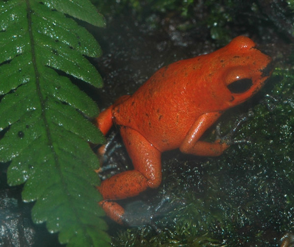 Anthony's Poison Dart Frog - Cincinnati Zoo & Botanical Garden