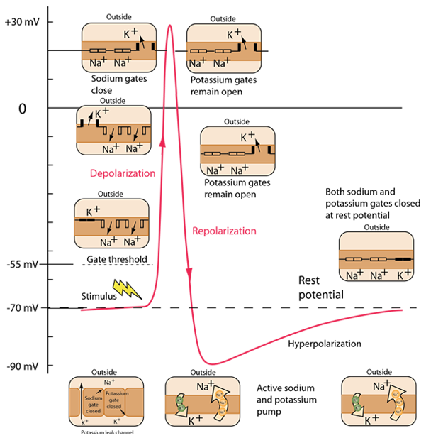 depolarization hyperpolarization