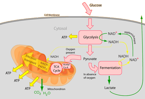 What are the coorrect order of steps required for aerobic cellular respiration?
