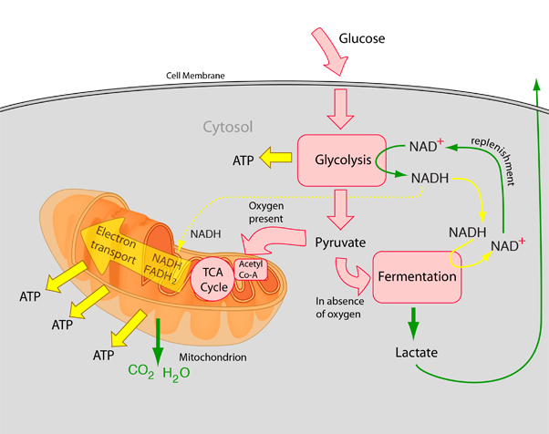 Cellular Respiration