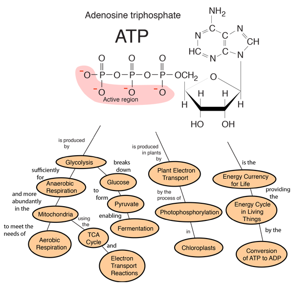 how many atp are produced in aerobic respiration