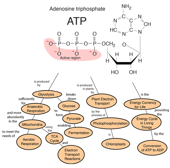 adenosine triphosphate