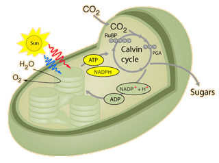 citric acid cycle and calvin cycle