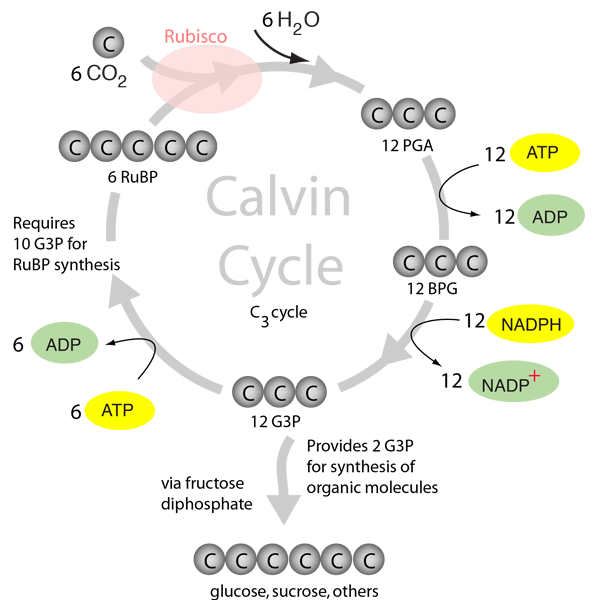 What Does Carbon Fixation Mean In The Calvin Cycle At Loriann Day Blog