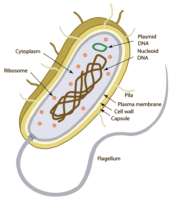 Example of prokaryotic cell