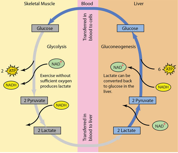 lactic acid in muscles diagram