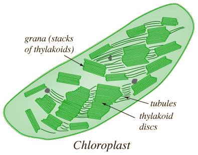 chloroplasts
