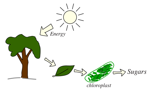 Zie insecten partitie visueel Chloroplasts