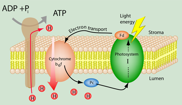 Cyclic Electron Transport in Photosynthesis