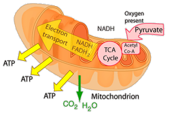 electron transport chain diagram cellular respiration