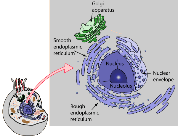 endoplasmic reticulum diagram in a cell