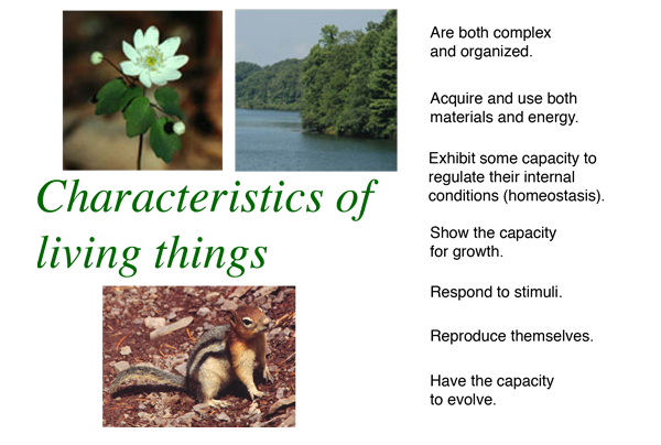 Living things - Definition, Characteristics and Examples