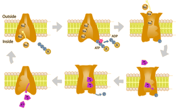 sodium potassium pump excess charge