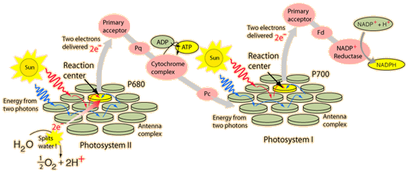 Non-cyclic Electron Transport in Photosynthesis