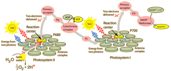 photosynthesis light reaction cyclic