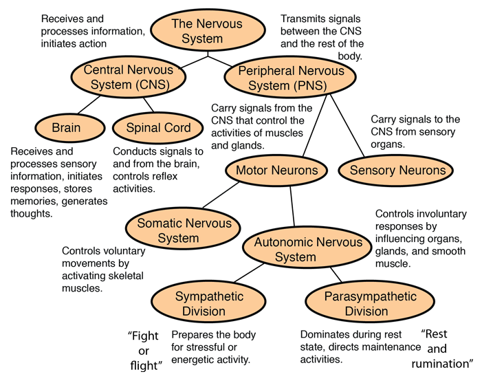 what are the two functions of the nervous system