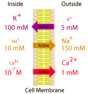 Image result for Cell Membrane animation gif