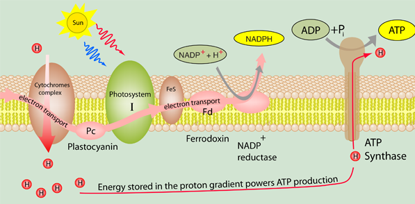 where does atp formation occur