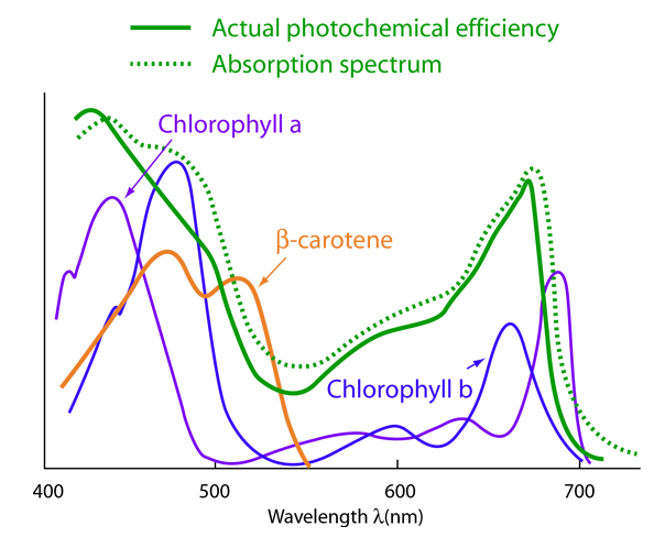 Wavelengths of light and photosynthetic pigments (article)