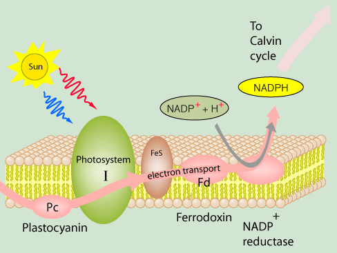 Photosythesis dark reaction