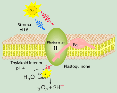What happens during Photosystem II?