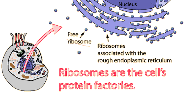 what are ribosomes