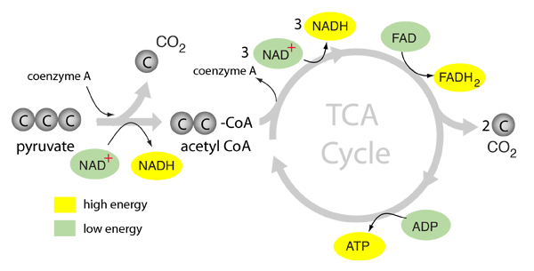 The Tca Cycle,What To Wear At A Funeral Men
