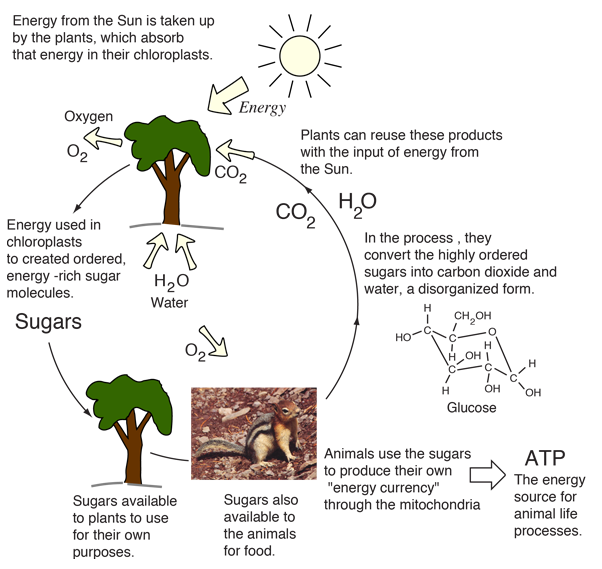 Energy Cycle from Plants to Animals