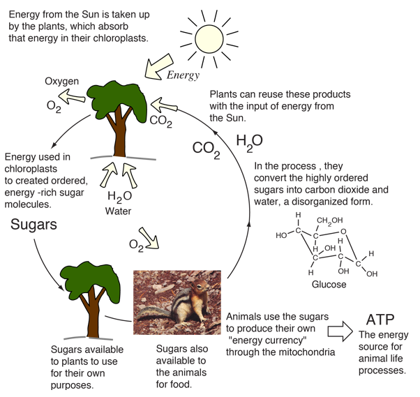 animal ecosystem cycle