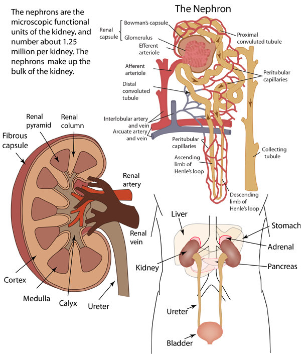 How Does The Urinary System Help Maintain Homeostasis - Captions Lovers
