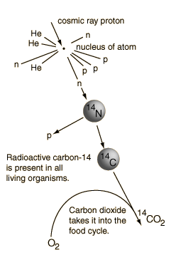 Potassium-40 is useful for dating very old fossils because