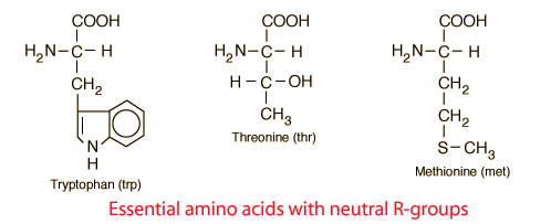 Acid structure amino Amino Acids: