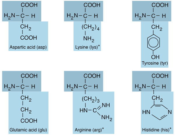 hydrophobic amino acids list