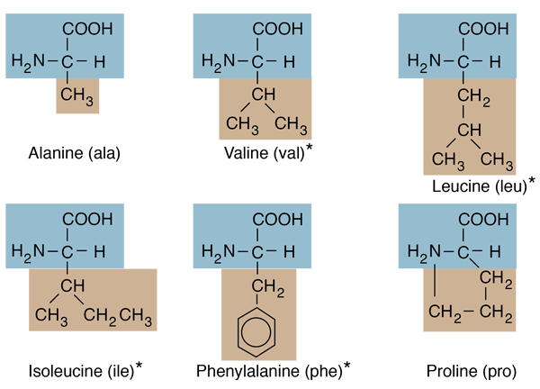 Is glycine online hydrophobic