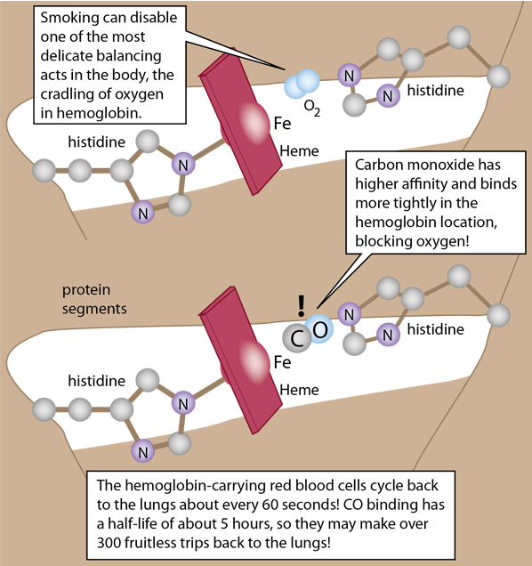 Each haemoglobin molecule can bind with
