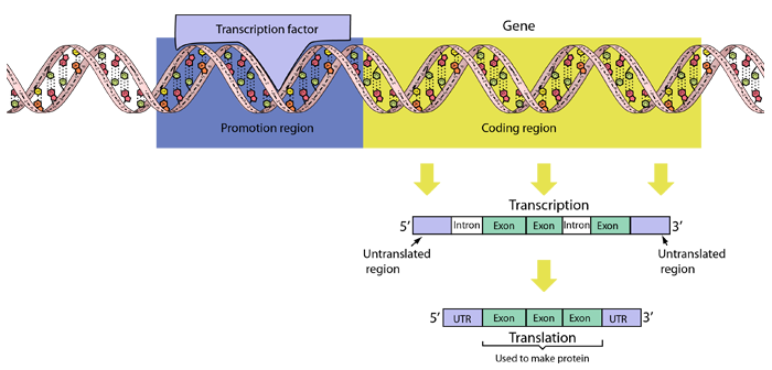 Dna To Rna Transcription