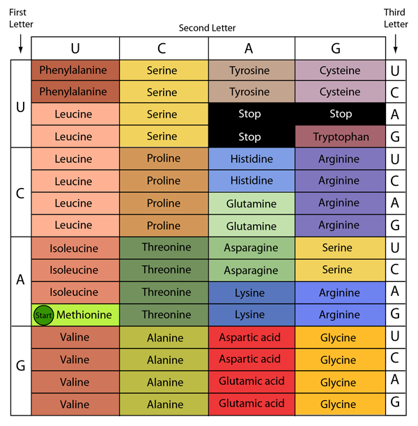 How To Use The Universal Genetic Code Chart