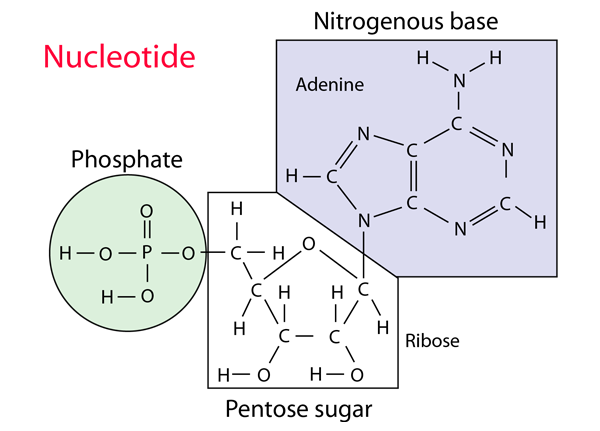 general nucleotide structure