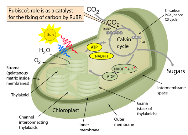 ribulose