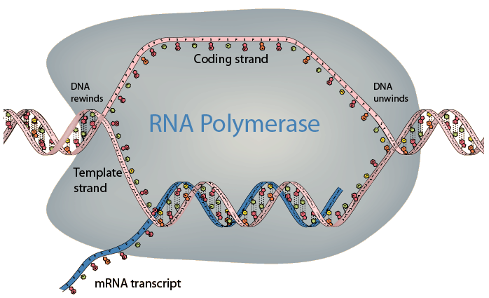 mrna transcription diagram