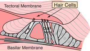The Organ of Corti in the Inner Ear