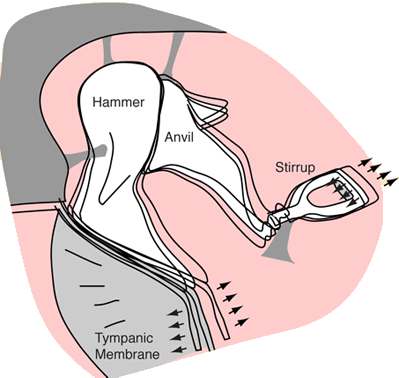 Malleus, incus and stapes are collectively known as the ear ossicles.