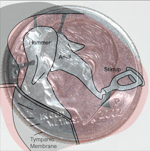 The three auditory ossicles. From left to right, the stapes