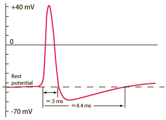 An Action Potential