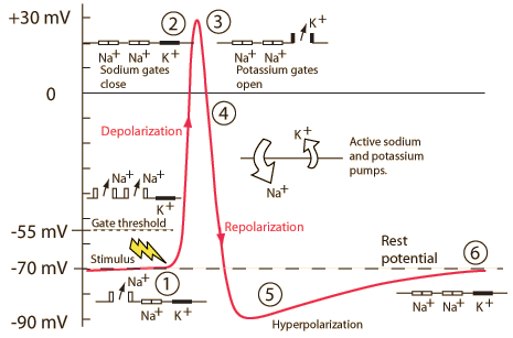 hyperphysics.phy-astr.gsu.edu