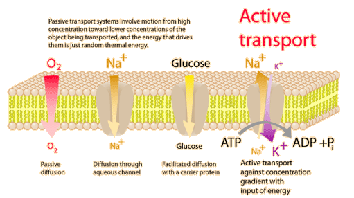 Active Transport Across Cell Membranes