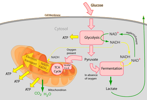 Anaerobic Respiration