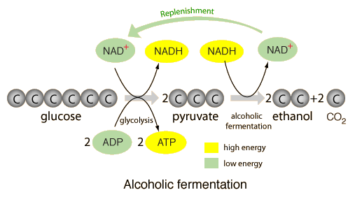 an analysis of the topic of the cellular metabolism and fermentation Lab 5 cellular respiration introduction cellular respiration is the procedure of continue reading lab 5 cellular respiration by kris layher error analysis. an analysis of the topic of the cellular metabolism and fermentation Lab 5 cellular respiration introduction cellular respiration is the procedure of continue reading lab 5 cellular respiration by kris layher error analysis.