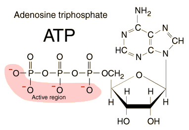 Atp Molecular Formula