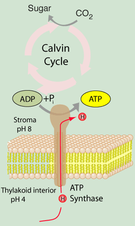 electron transport chain. In the electron transport
